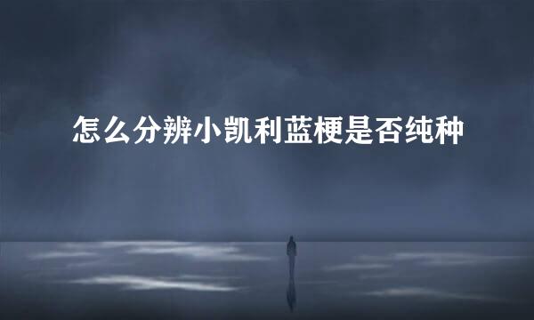 怎么分辨小凯利蓝梗是否纯种