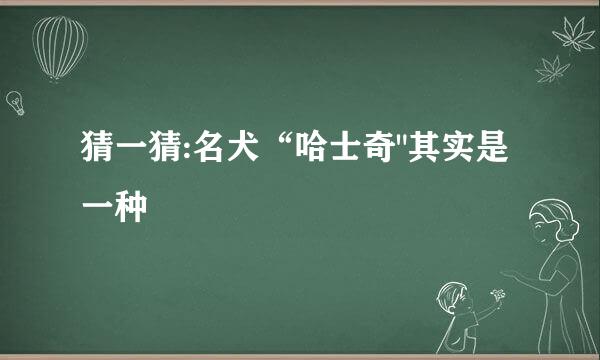猜一猜:名犬“哈士奇