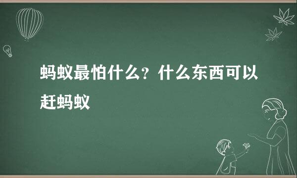 蚂蚁最怕什么？什么东西可以赶蚂蚁
