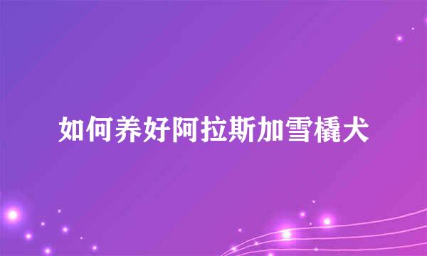 如何养好阿拉斯加雪橇犬