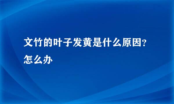 文竹的叶子发黄是什么原因？怎么办
