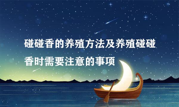 碰碰香的养殖方法及养殖碰碰香时需要注意的事项