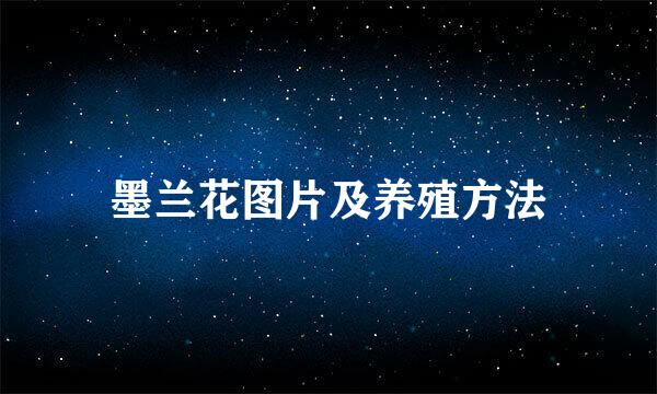 墨兰花图片及养殖方法