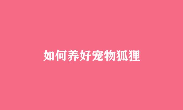 如何养好宠物狐狸