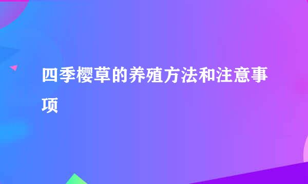 四季樱草的养殖方法和注意事项