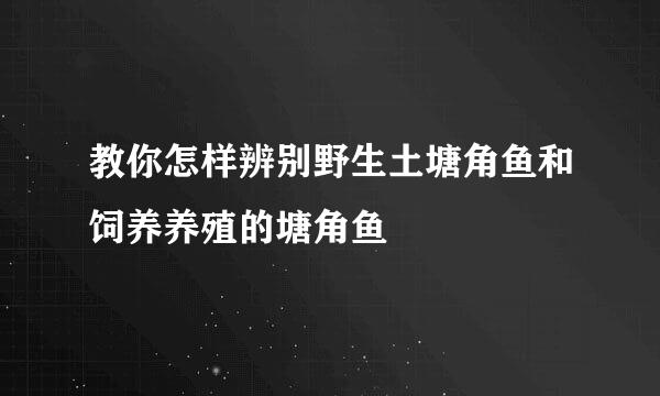 教你怎样辨别野生土塘角鱼和饲养养殖的塘角鱼