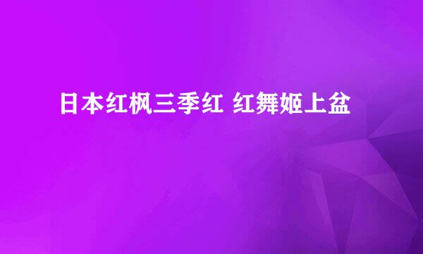 日本红枫三季红 红舞姬上盆