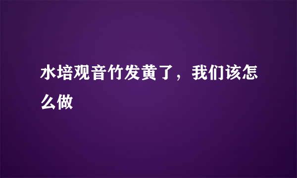 水培观音竹发黄了，我们该怎么做
