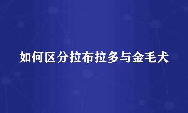 如何区分拉布拉多与金毛犬