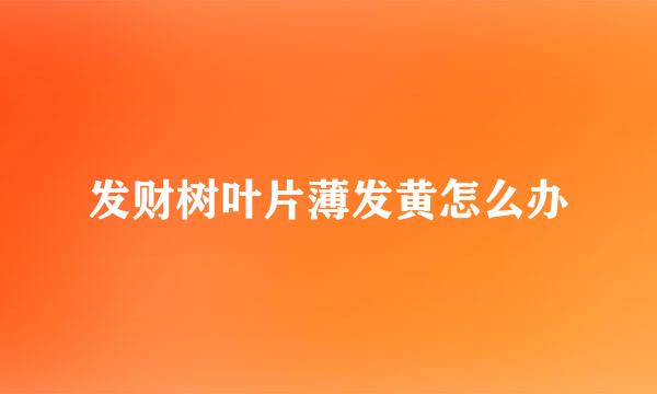 发财树叶片薄发黄怎么办