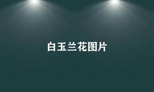 白玉兰花图片