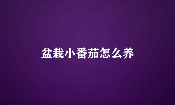 盆栽小番茄怎么养