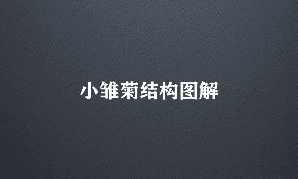 小雏菊结构图解