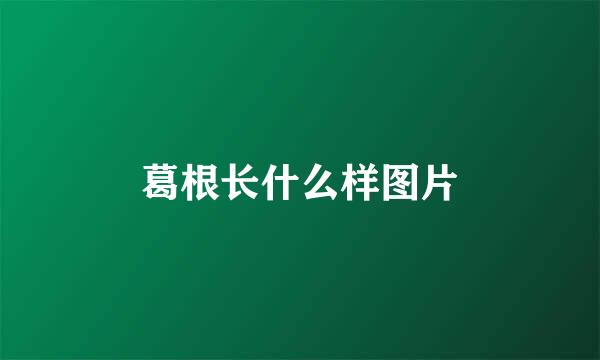 葛根长什么样图片