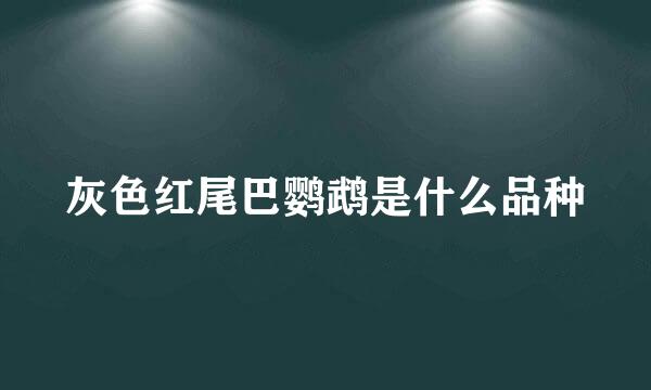 灰色红尾巴鹦鹉是什么品种