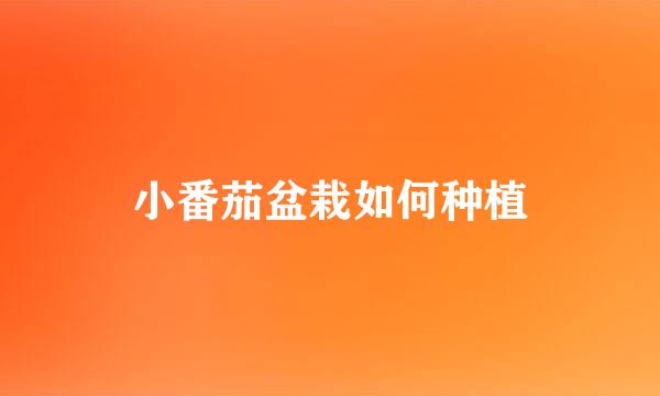 小番茄盆栽如何种植