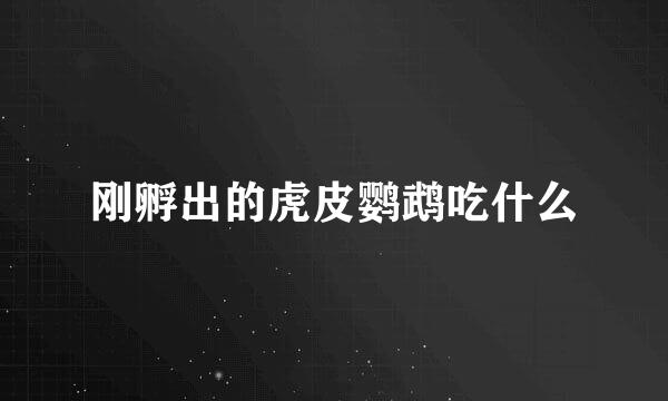 刚孵出的虎皮鹦鹉吃什么