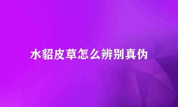 水貂皮草怎么辨别真伪