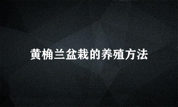 黄桷兰盆栽的养殖方法
