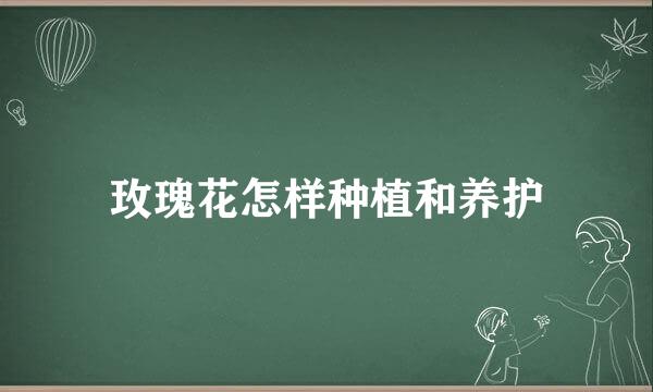 玫瑰花怎样种植和养护