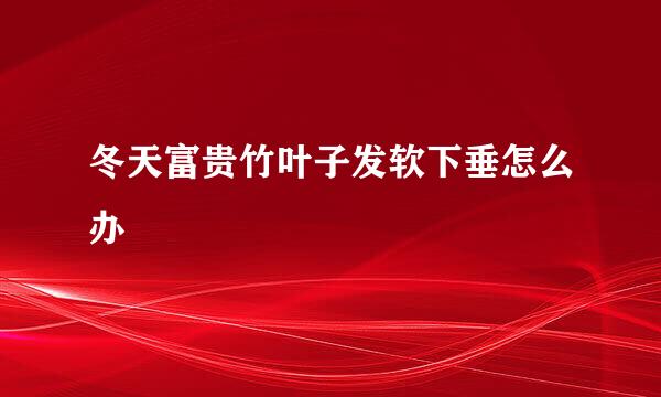 冬天富贵竹叶子发软下垂怎么办