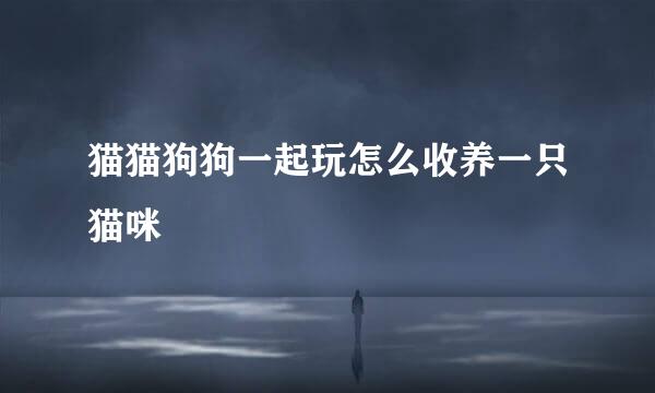 猫猫狗狗一起玩怎么收养一只猫咪
