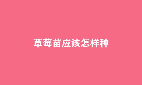 草莓苗应该怎样种