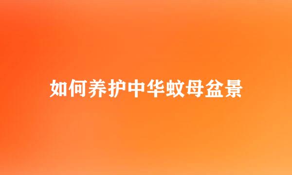 如何养护中华蚊母盆景