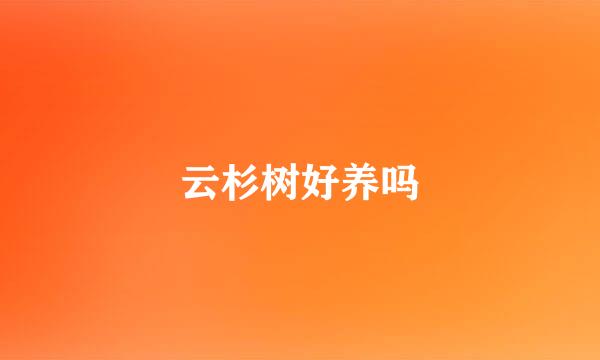 云杉树好养吗