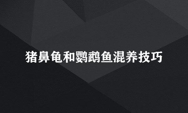 猪鼻龟和鹦鹉鱼混养技巧