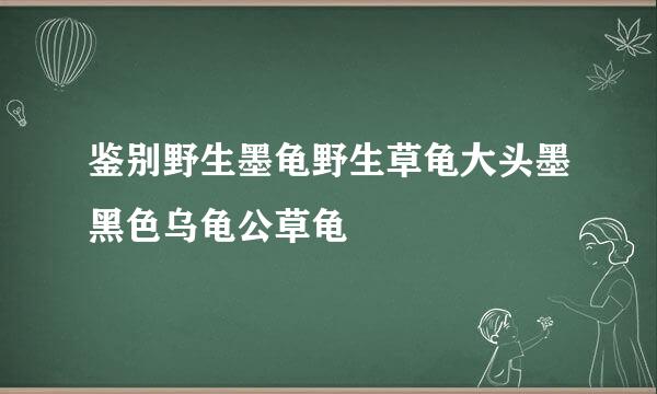 鉴别野生墨龟野生草龟大头墨黑色乌龟公草龟